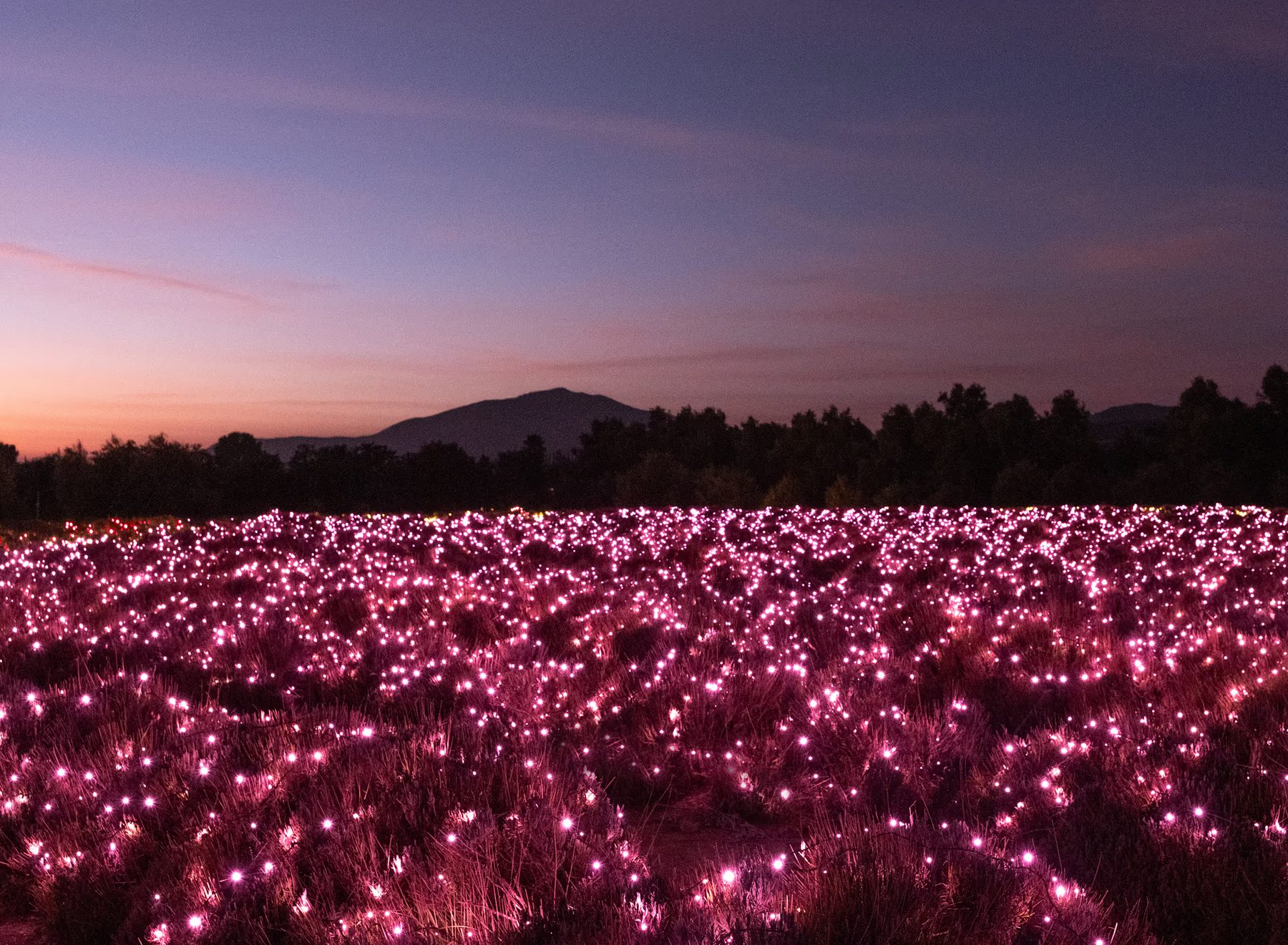 Lavender fields lit in pink lights at twilight