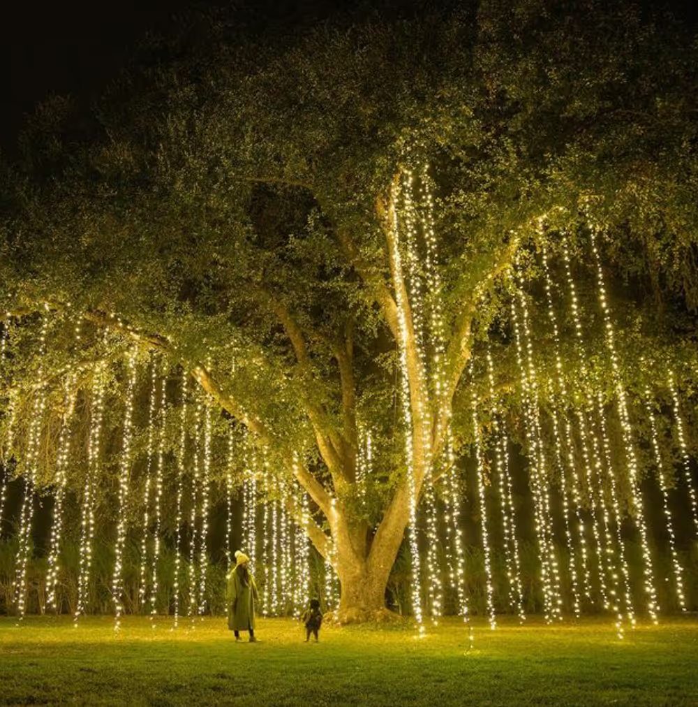 A giant oak draped in strands of warm lights at night