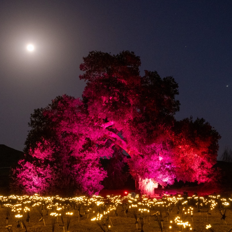A 1,000-year-old oak tree glowing pink under the moon