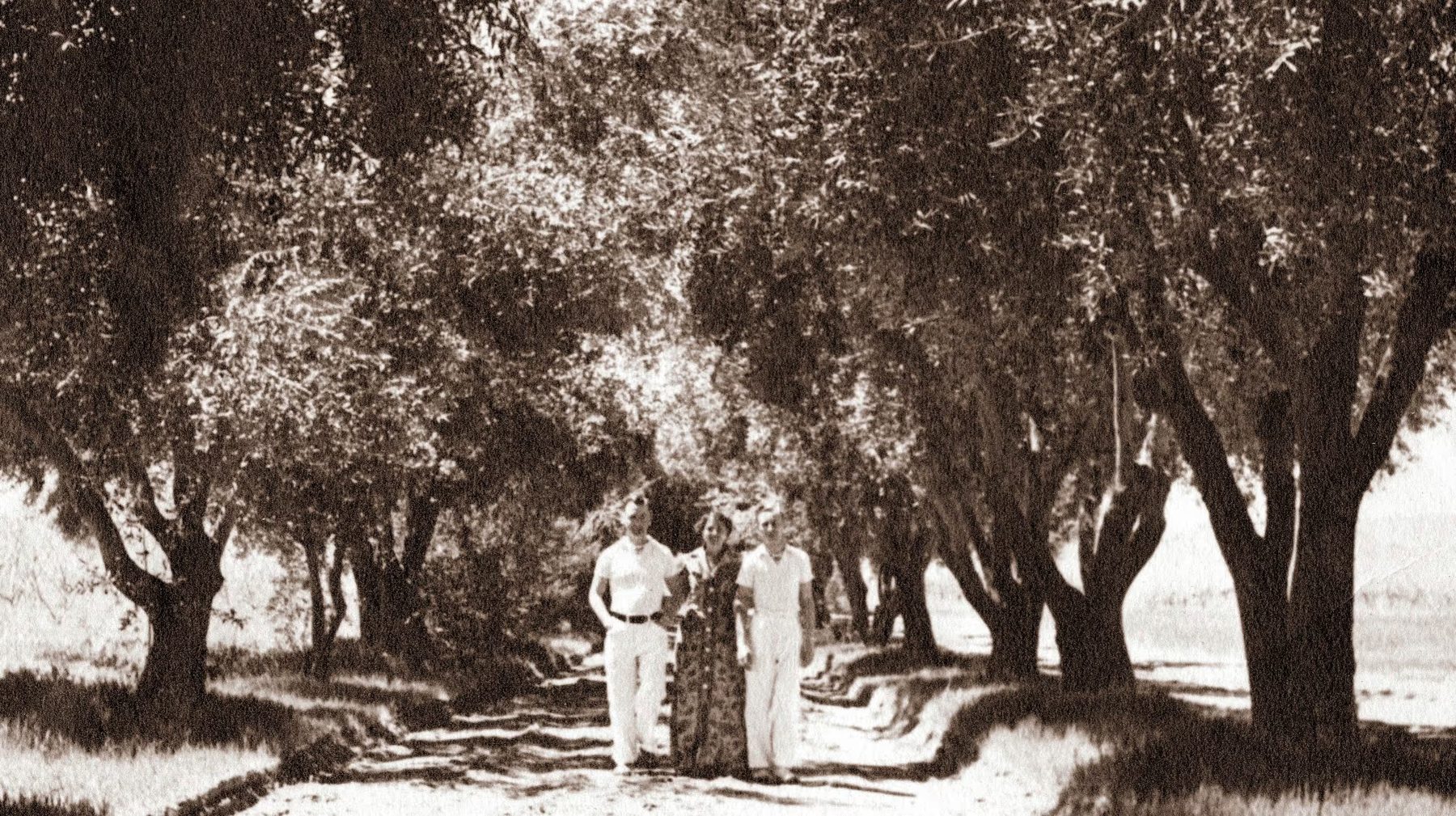 Archival photo of three visitors walking beneath the olive trees at the ranch entrance