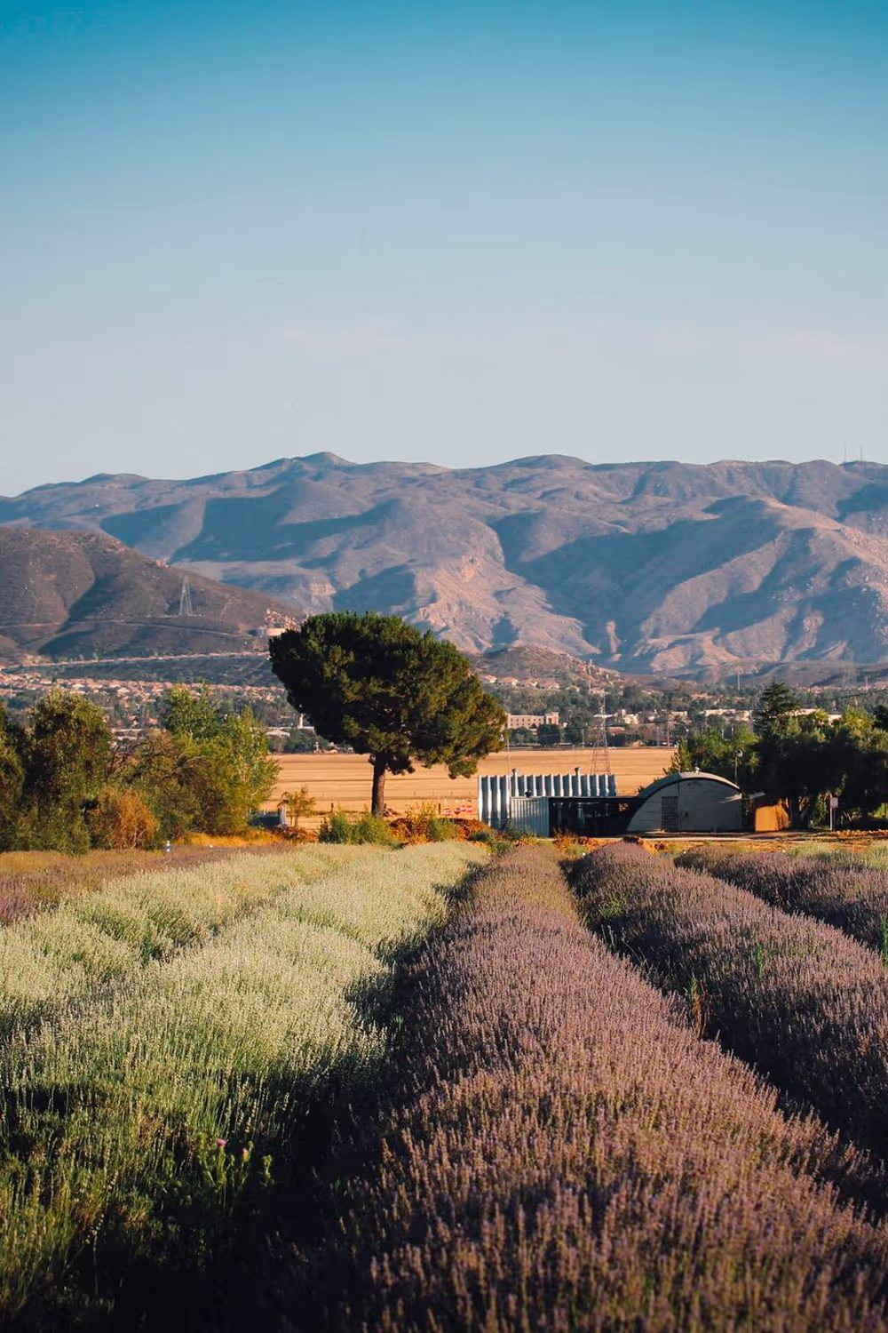 Rows of blooming lavender stretching toward the mountains